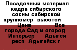 Посадочный материал кедра сибирского (сосны сибирской) крупномер, высотой 3-3.5  › Цена ­ 19 800 - Все города Сад и огород » Интерьер   . Адыгея респ.,Адыгейск г.